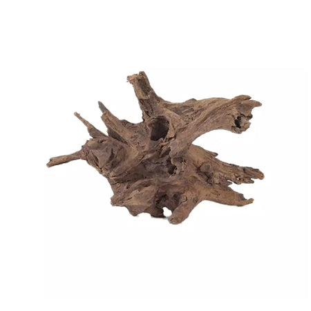 MALAYSIAN DRIFTWOOD - XXL (27"-31")